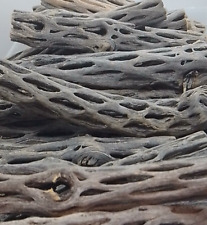 Cholla Kaktus Holzkiste -