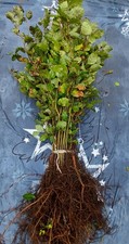 Rotbuche Fagus sylvatica
