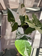 Syngonium Albo