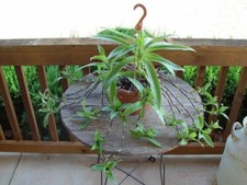 3 Callisia Fragrans Live