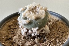 Ariocarpus spez., wurzelecht