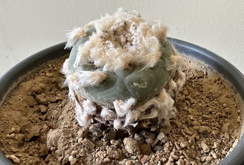 Ariocarpus spez wurzelecht - ariocarpus,