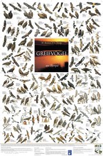Bio-Poster "Greifvögel aus