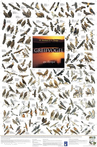 Bio poster greifvögel aus - bio-poster,