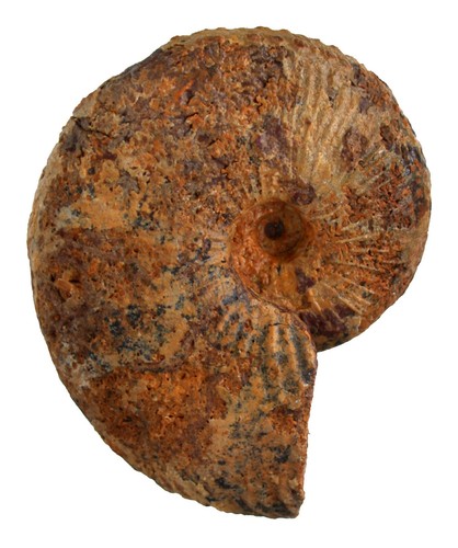 Malm proscaphites anar - ,