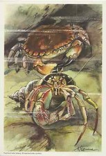 Ü1391 SAMMELBILD EINSIEDLERKREBS TASCHENKREBS GROßFORMAT ca. 130 x 190 mm 