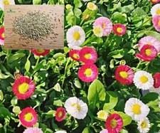 Tausendschön Samen, Gänseblümchen, Daisy Flower, Bellis perennis Monstrosa