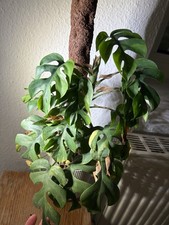 Rhaphidophora Tetrasperma