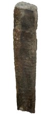 Silur  Geisonoceras sp