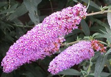 500 Samen Schmetterlingsflieder (Buddleja davidii), Magnet für Schmetterlinge