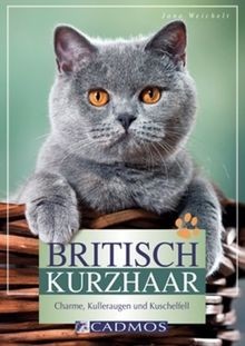 Britisch kurzhaar charme - britisch, kurzhaar: