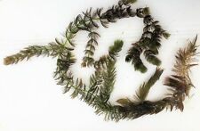 1 Portion Hornkraut , Ceratophyllum,Teichpflanzen, Wasserpflanzen ca 40cm