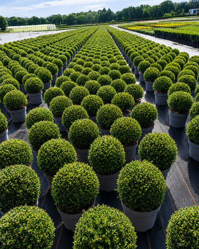 2st ilex crenata - 2st,