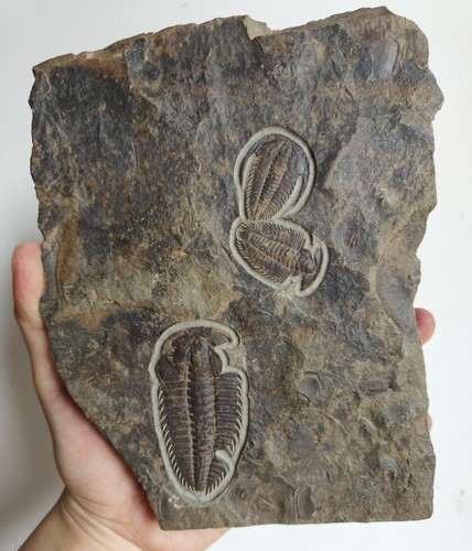 Trilobitenfossil redlichia - trilobitenfossil, redlichia,3