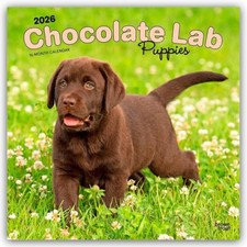 Chocolate Labrador Retriever Puppies - Braune Labrador Retriever Welpen 2026 -