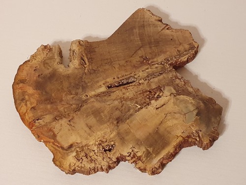 Versteinertes holz - holz,