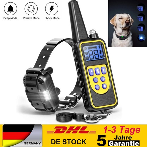 Hund ausbildung - hund,