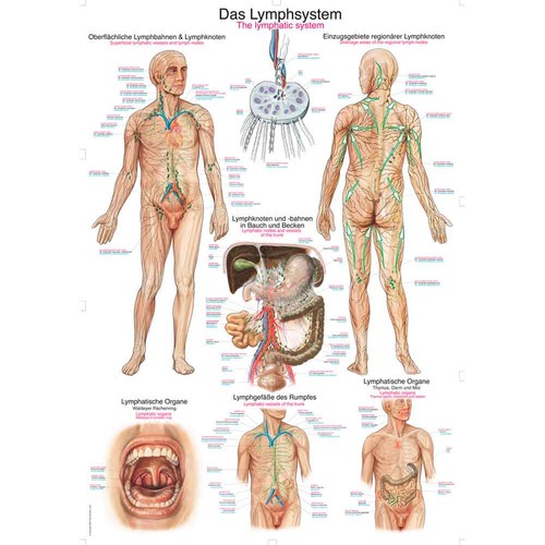 Erler zimmer anatomische - zimmer,