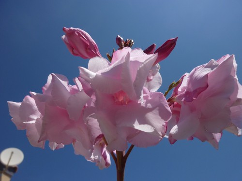 Oleander stecklinge louis - stecklinge,