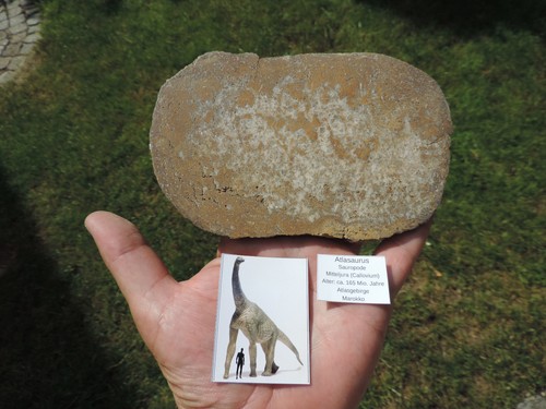 Sauropode atlasaurus aus dem - sauropode,