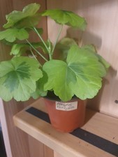 🌸 Pelargonie Mangle’s