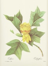 Tulpenbaum Magnolie