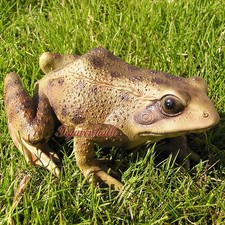 Frosch Kröte Laubfrosch