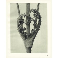 1929 STECKBLATT TEASEL Druck -