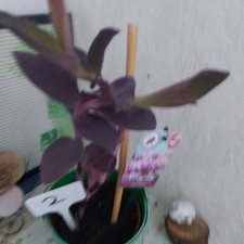 Tradescantia Purple Heart