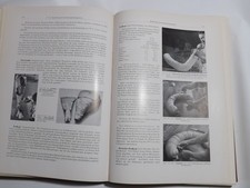 Der praktische Fleischer Metzger Bechtold Schlachten Hausschlachten Rezepte