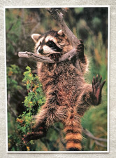 1 AK XXL Waschbär Kleinbär