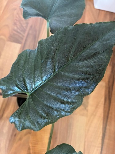 Alocasia antoro velvet große - velvet,