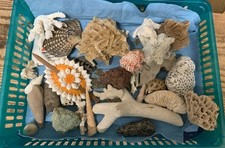 Muscheln Steine Sammlung 