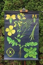 Rollkarte Schulwandkarte Wandkarte Raps Karte Schulkarte Lehrtafel Pflanze 