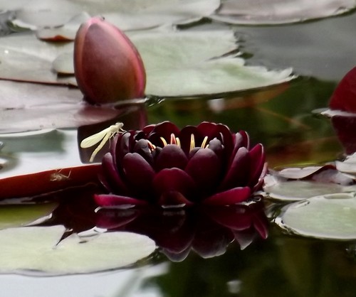 Nymphaea die - (◕‿◕)\@,