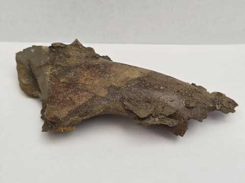 Edmontosaurus dinosaurier - edmontosaurus,
