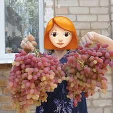 2 jährige   Weinrebe