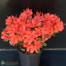 Japanische Azalee Rhododendron Ady Wery rot Blühende Strauch im Topf Winterhart