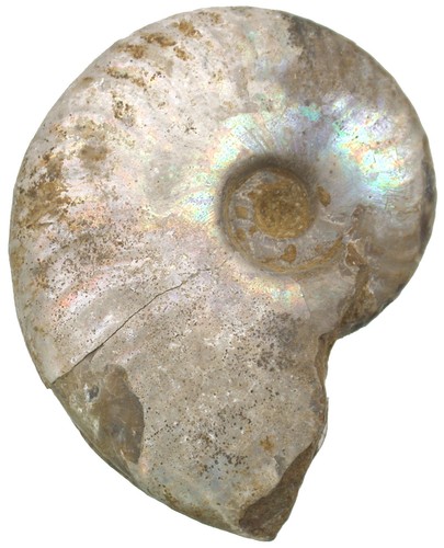Kreide aioloceras besairiei - aioloceras,