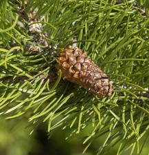 Drehkiefer 80-100cm - Pinus