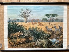 Alte lehrtafel zebra - alte,