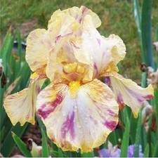 Iris Rhizom Staude Iris