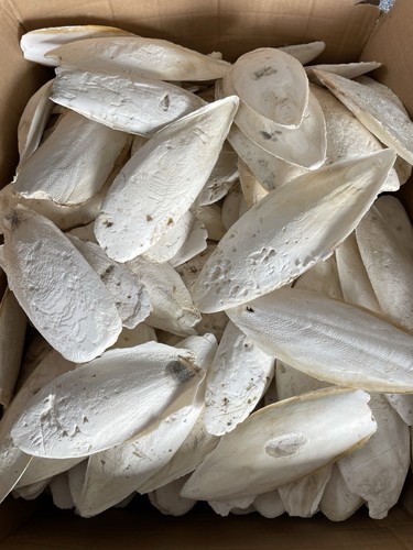 1kg sepiaschalen bruch große - sepiaschalen, (große