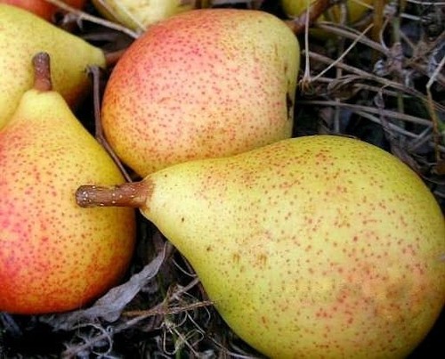Birnenbaum lipcówka - birnenbaum, 'lipcówka