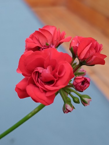 Pelargonie geranie - pelargonie,