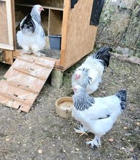 Brahma Weiss Columbia BRUTEIER