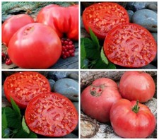 Томат Альманса Almansa Семена Tomate Samen Seeds