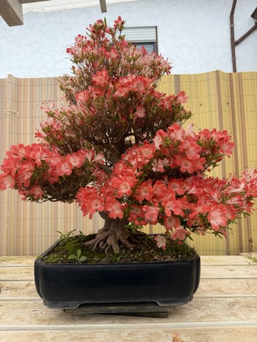 Joe mega bonsai koto - bonsai,