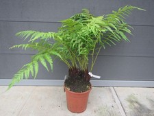 Dicksonia antarctica Nr. 2 Baumfarn 3er Kopf 10-15cm Stamm / 70-80cm Pflanze