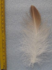 Flaumfeder   Adlerflaum